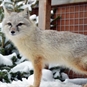 Rare Animal Encounter Bristol - Fox in Snow